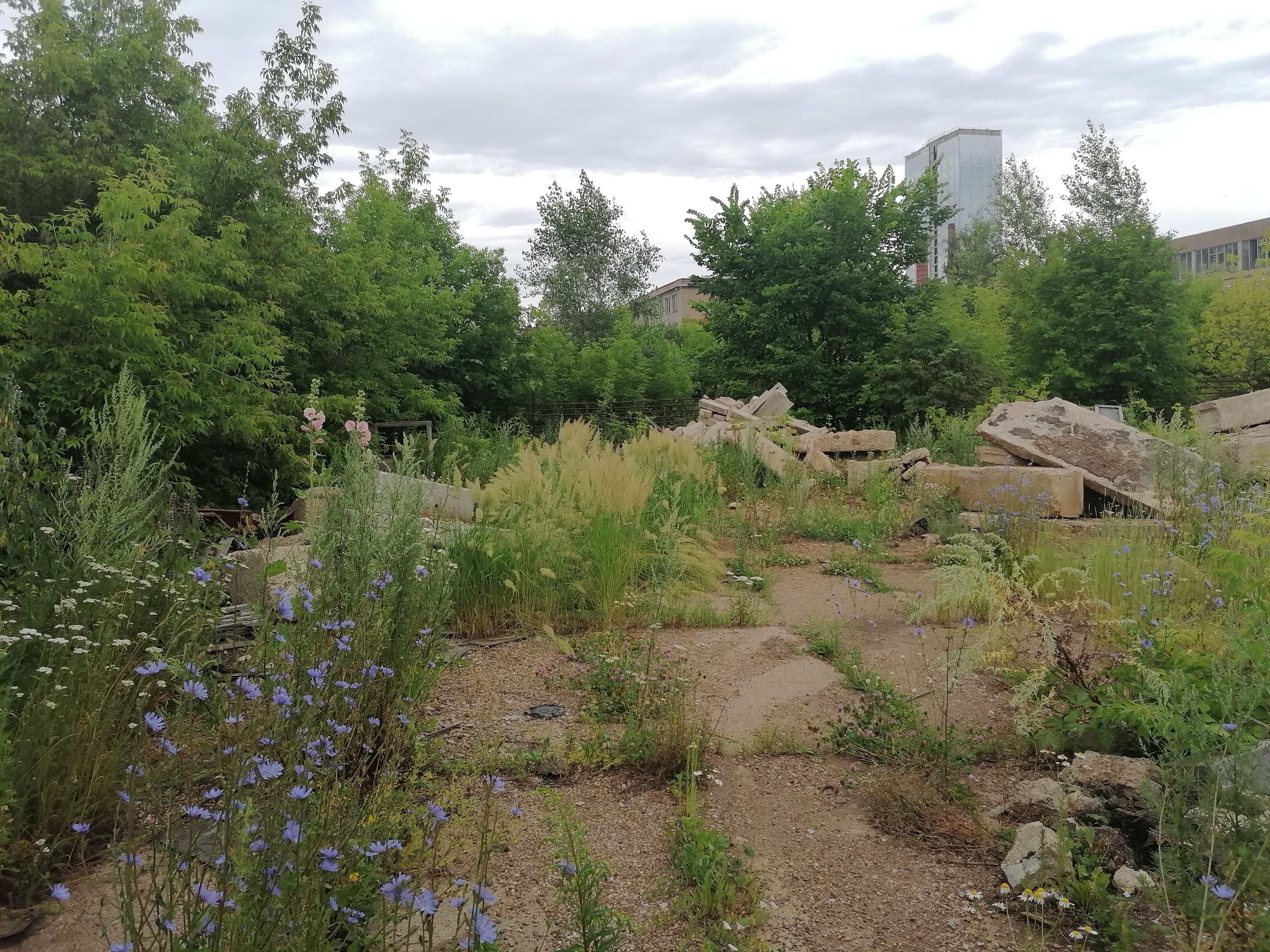 IMG_20220715_105330.jpg