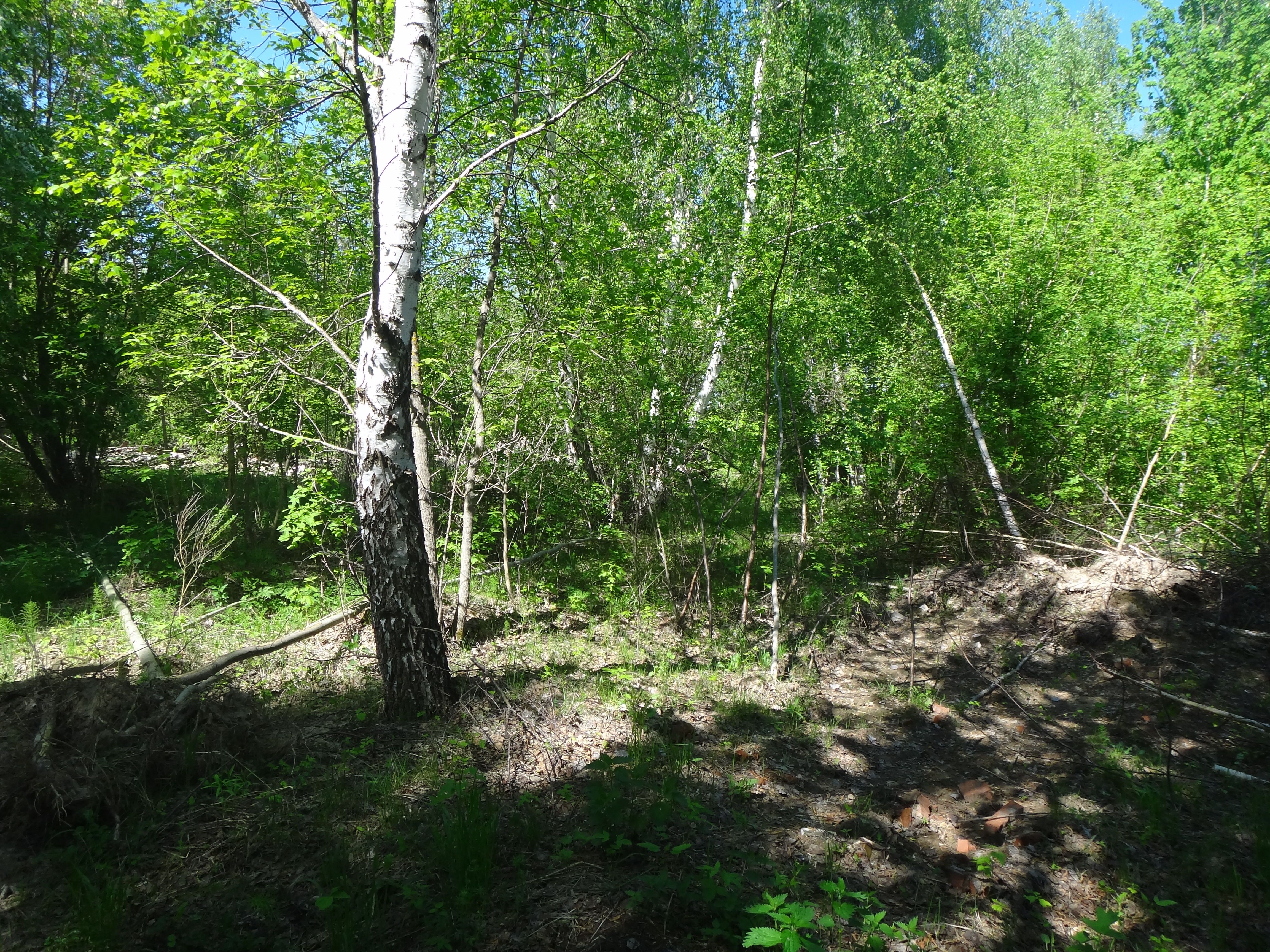 DSC06915.JPG